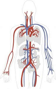 Artérias e Veias
