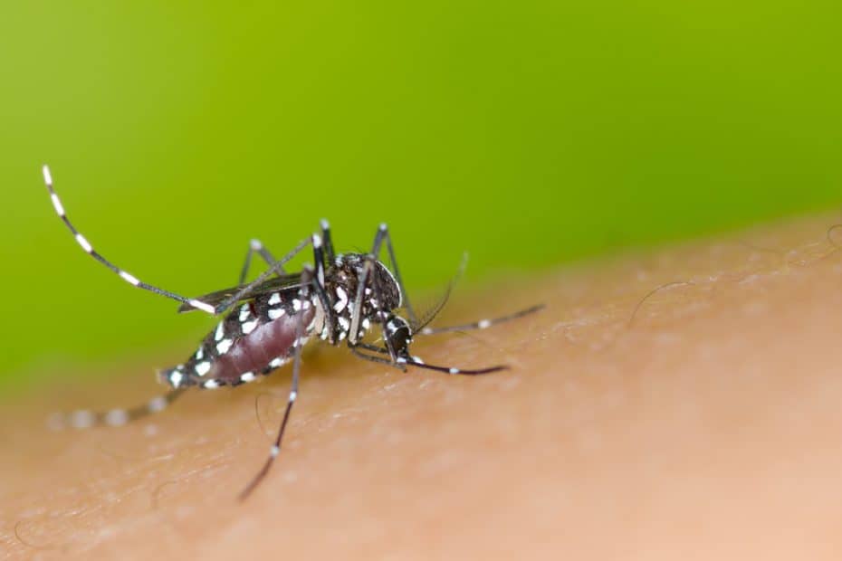 Picada mosquito aedes aegypti, o mosquito da dengue