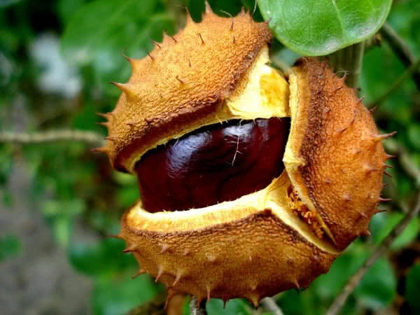 Castanha-da-índia: suplemento para varizes