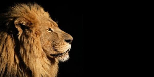 leao