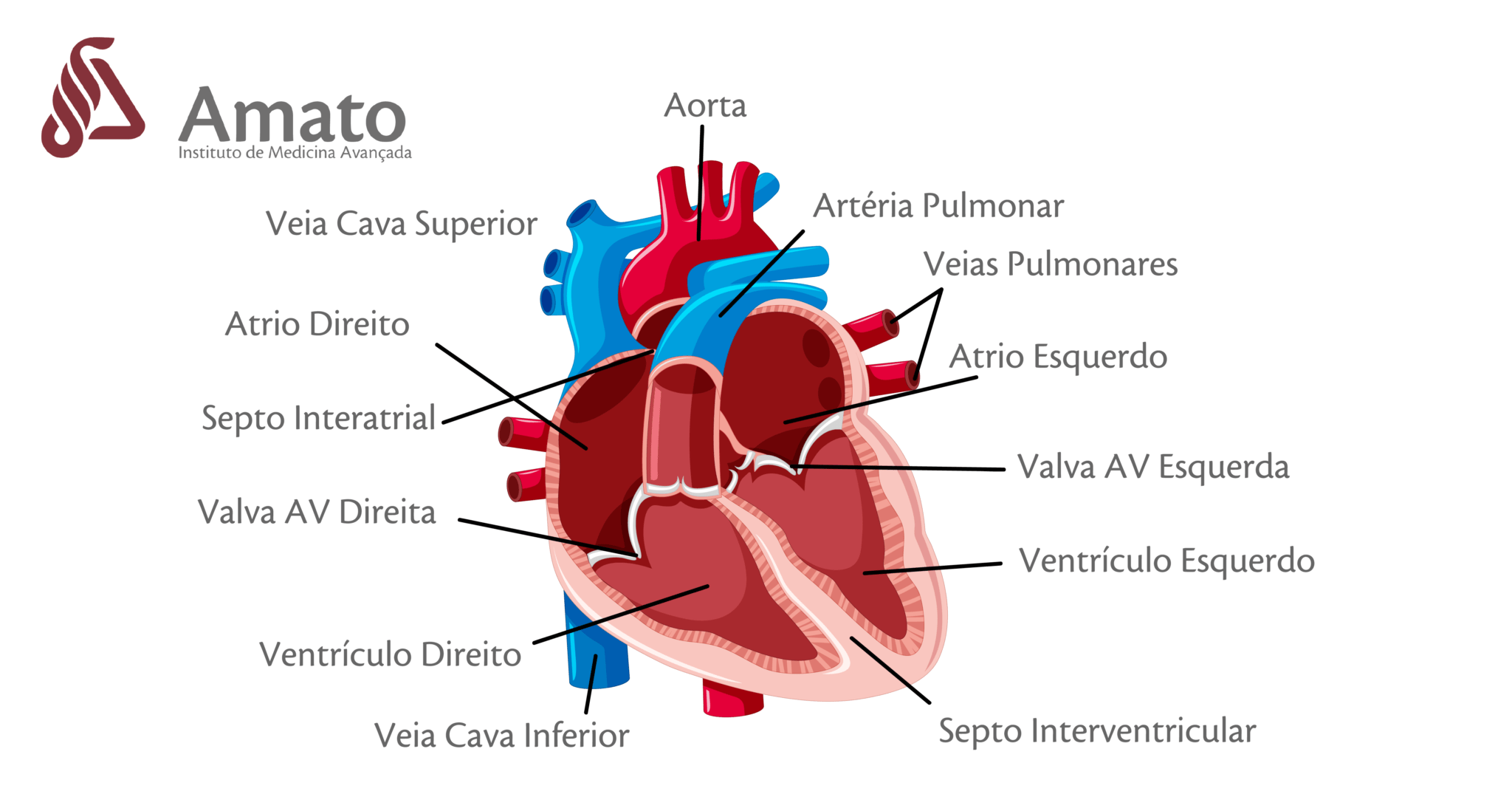 O que a Cardiologia trata? O que o cardiologista faz? - Amato