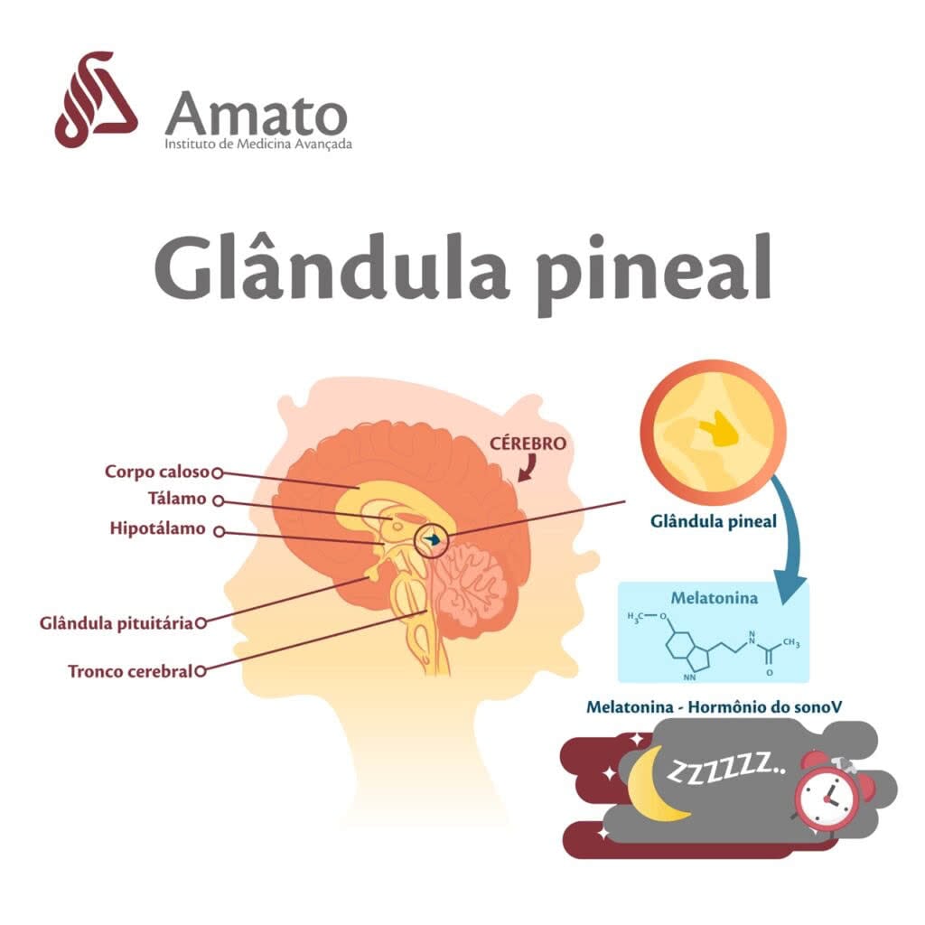 Anatomia da glândula pineal