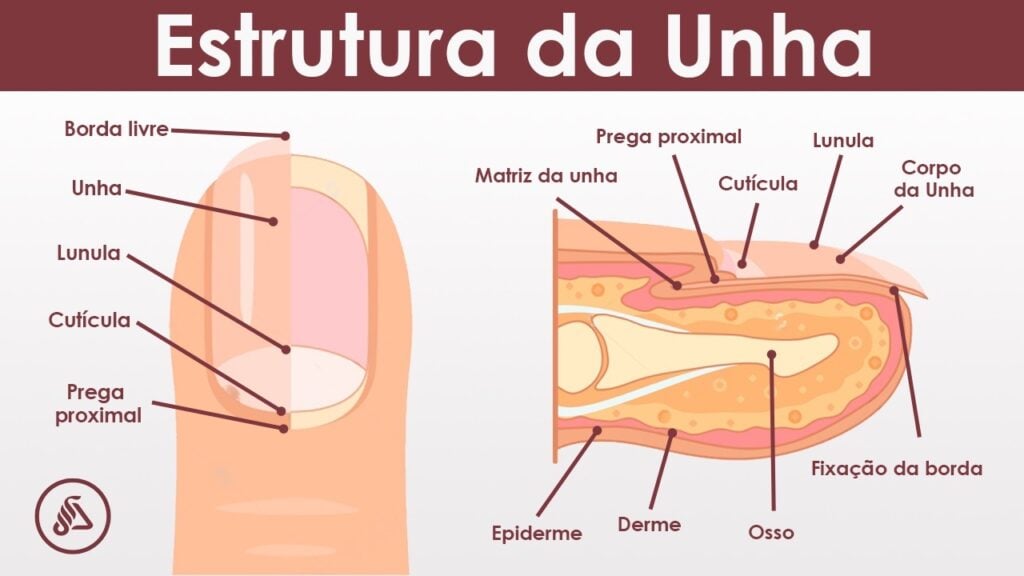 anatomia da unha